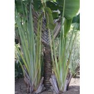 Palme der Reisenden (Ravenala madagascariensis) 5 Samen