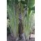Palme der Reisenden (Ravenala madagascariensis) 5 Samen