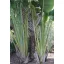 Palme der Reisenden (Ravenala madagascariensis) 5 Samen