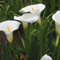 Weiße Calla-Lilie (Zantedeschia aethiopica) 5 Samen
