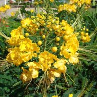   Mexikanischer Schmetterlingsbaum (Caesalpinia mexicana) 5 Samen
