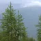 Sibirische Lärche (Larix sibrica) 5 Körner