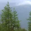 Sibirische Lärche (Larix sibrica) 5 Körner