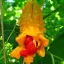 Balsambirne (Momordica charantia) 5 Körner