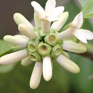 Borojoa (Borojoa patinoi) 5 Körner