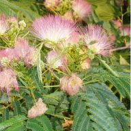 Persisches Seidengras (Albizia julibrissin) 5 Samen