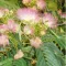 Persisches Seidengras (Albizia julibrissin) 5 Samen