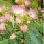 Persisches Seidengras (Albizia julibrissin) 5 Samen