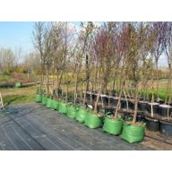 Tissue-Behälter (Gärtnerei) Polnisch 20 l