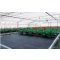 Agrogewebe schwarz 100g/m2 5,25mx100m gefaltet