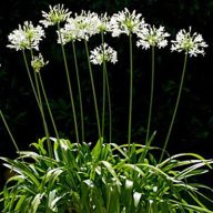 Frühe weiße Liebesblume (Agapanthus praecox Alba) 5 Samen