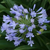 Early Blue Love Flower (Agapanthus praecoX Blue) 5 Samen