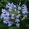 Early Blue Love Flower (Agapanthus praecoX Blue) 5 Samen