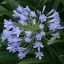 Early Blue Love Flower (Agapanthus praecoX Blue) 5 Samen