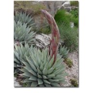 Mescal-Agave (Agave parryi var. neomexicana) 5 Körner