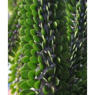 Madagaskar-Ocotillo (Alluaudia procera) 5 Samen