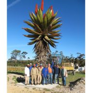 Aloe ferox (Aloe ferox) 5 Körner
