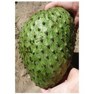 Stachelige Annona (Annona muricata) 2 Samen