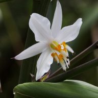 Neuseeländische Lilie (Arthropodium cirrhatum) 5 Samen