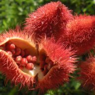 Orleans (Bixa orellana) 5 Körner