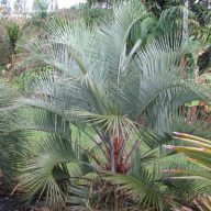Wollige Gelee-Palme (Butia eriospatha) 5 Samen
