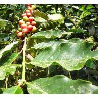 Kaffeestrauch (Coffea canephora) 5 Körner