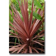   Violettblättriges Maiglöckchen (Cordyline australis Purpurea) 5 Samen