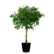 Hängender Ficus (Ficus benjamina) 5 Samen
