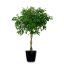 Hängender Ficus (Ficus benjamina) 5 Samen