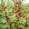 Tee-Hibiskus (Hibiscus sabdariffa ) 5 Samen