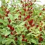 Tee-Hibiskus (Hibiscus sabdariffa ) 5 Samen