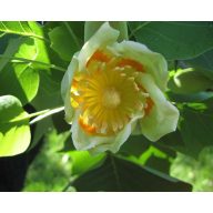 Amerikanische Tulpe (Liriodendron tulipifera) 5 Samen