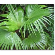 Chinesische Fächerpalme (Livistona chinensis) 5 Samen