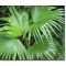 Chinesische Fächerpalme (Livistona chinensis) 5 Samen