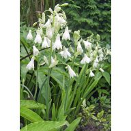 Sommerhyazinthe (Ornithoganum cadicans) 5 Samen