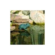 Gargoyle Frosch 12 cm