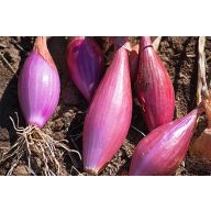 Dugh Zwiebel Schinkenzwiebel 300 g