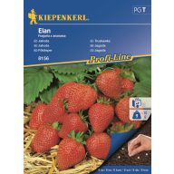Drazierte Erdbeeren Elan Kiepenkerl 8 Körner