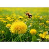 Grassamen Imkermischung, mehrjährig Agro-Largo 10 kg