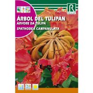 Afrikanischer Tulpenbaum (Spathodea campanulata) Rocalba