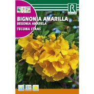 Gelber Trompetenstrauch (Tecoma-Stände) Rocalba 1 g