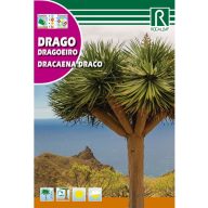 Dracena (Draco) Rocalba 4 Samen