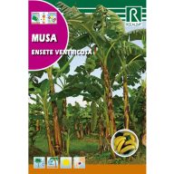 Banane (Musa ensete ventricosa) Rocalba 2 Körner