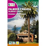 Kanarischer Phönix (Phoenix canariensis) 10g Rocalba