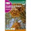 Dattelpalme (Phoenix dactylifera) Rocalba 6 g