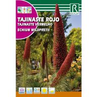 Schlangenlilie (Echium wildprettii) Rocalba 3 Samen