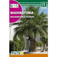 Wasinghton-Palme (Washingtonia filifera) Rocalba 1 g