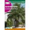 Wasinghton-Palme (Washingtonia filifera) Rocalba 1 g
