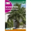Wasinghton-Palme (Washingtonia filifera) Rocalba 1 g