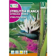 Prächtige Papageienblume weiß (Strelitzia reginae) Rocalba